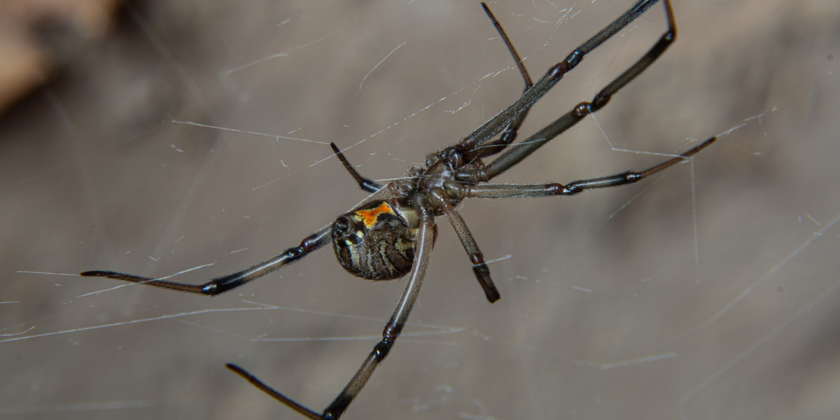 Chłopiec dał się ugryźć czarnej wdowie. Myślał, że przemieni go to w Spider-Mana.