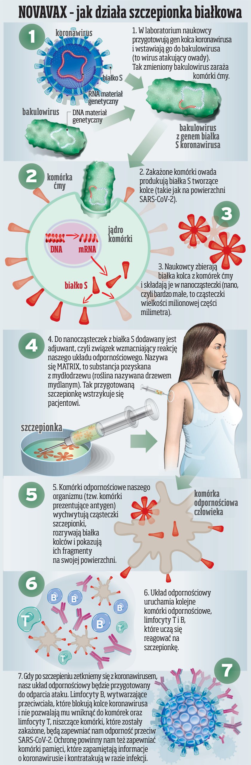 Novavax - tak działa szczepionka białkowa.