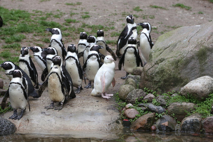 Pingwin albinos ze swoim stadem