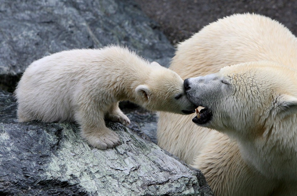 NIEMCY ZOO NIEDŹWIADEK POLARNY