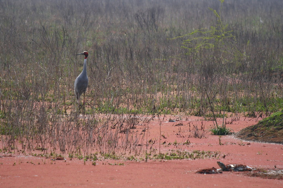 Keoladeo