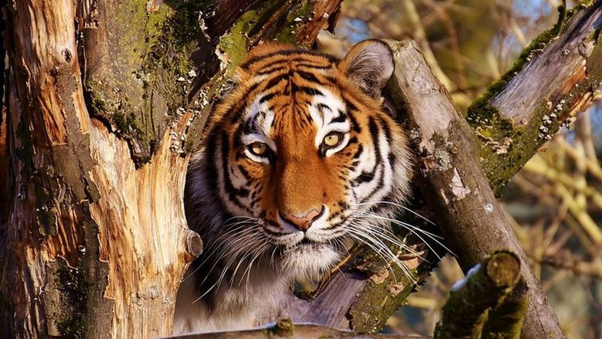 Najprawdopodobniej już od marca będzie można oglądać w bydgoskim zoo kolejnego drapieżnego kota. Tygrysica Ania przechodzi obecnie okres adaptacyjny.