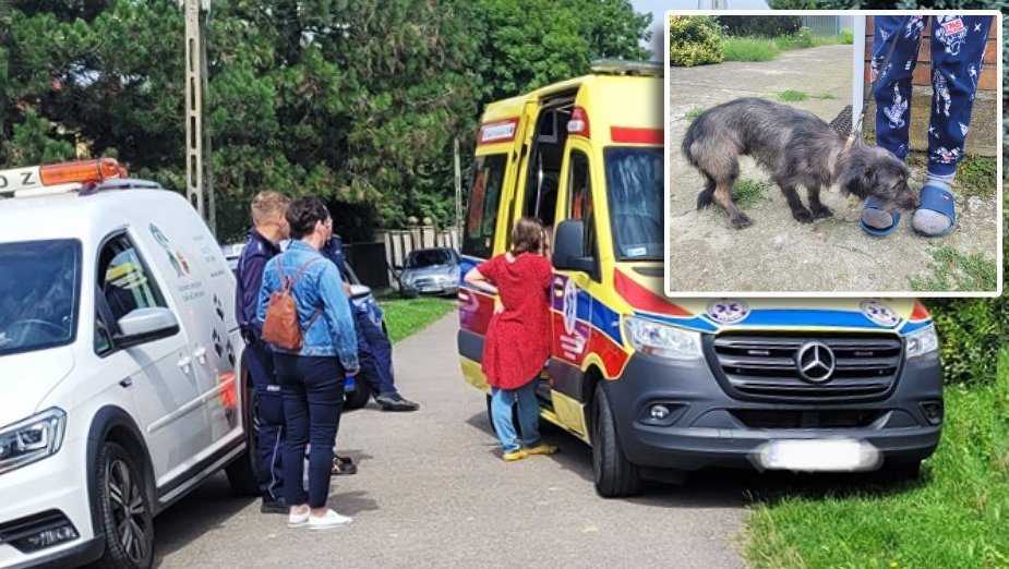 Szokująca interwencja