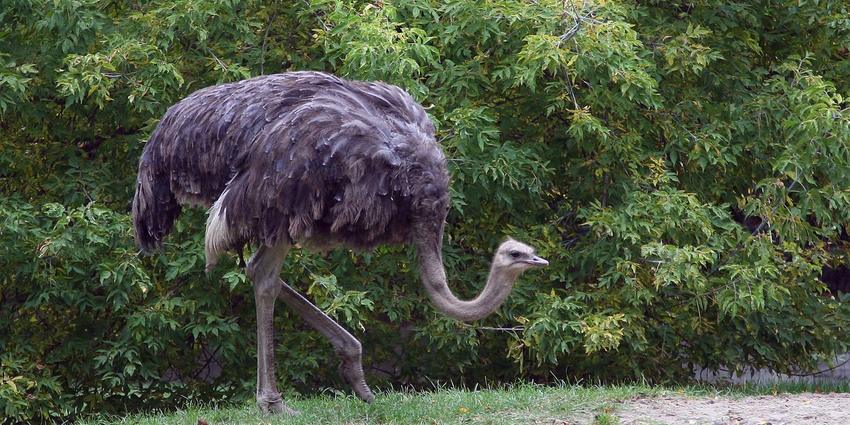 struś zoo kraków