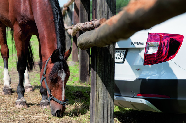 Galop na łące, kłus leśnymi przecinkami