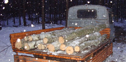 Jest cenne niczym złoto! Wzrosła liczba kradzieży drewna z lasu. Wszystko przez wysokie opłaty!