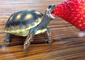 608974_kornjaca-foto-vine-lucy-the-tortoise