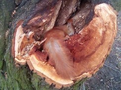 Afera ze zdjęciem martwej wiewiórki na pniu drzewa. 'Fotografia jest nieprawdziwa'