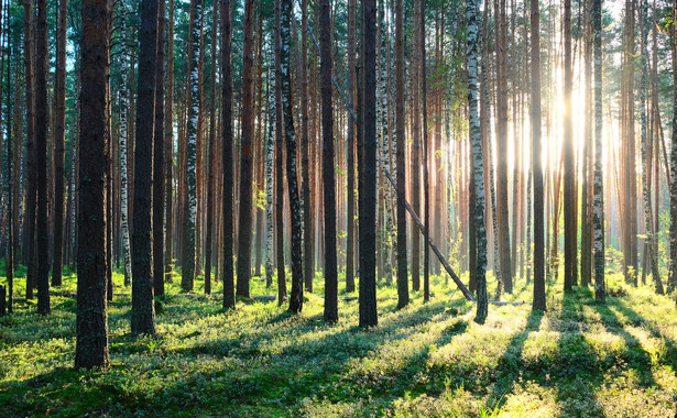 Areał lasów na świecie wciąż maleje