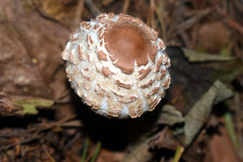 Czubajka kania (Macrolepiota procera)