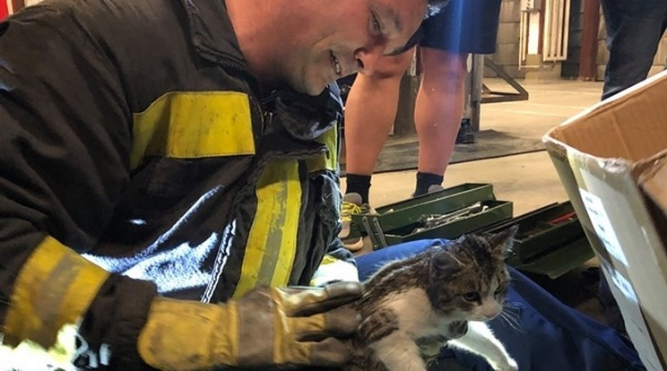 A beszorult macskát sértetlenül sikerült kiemelni / Fotó: Pécsi Hivatásos Tűzoltó-parancsnokság