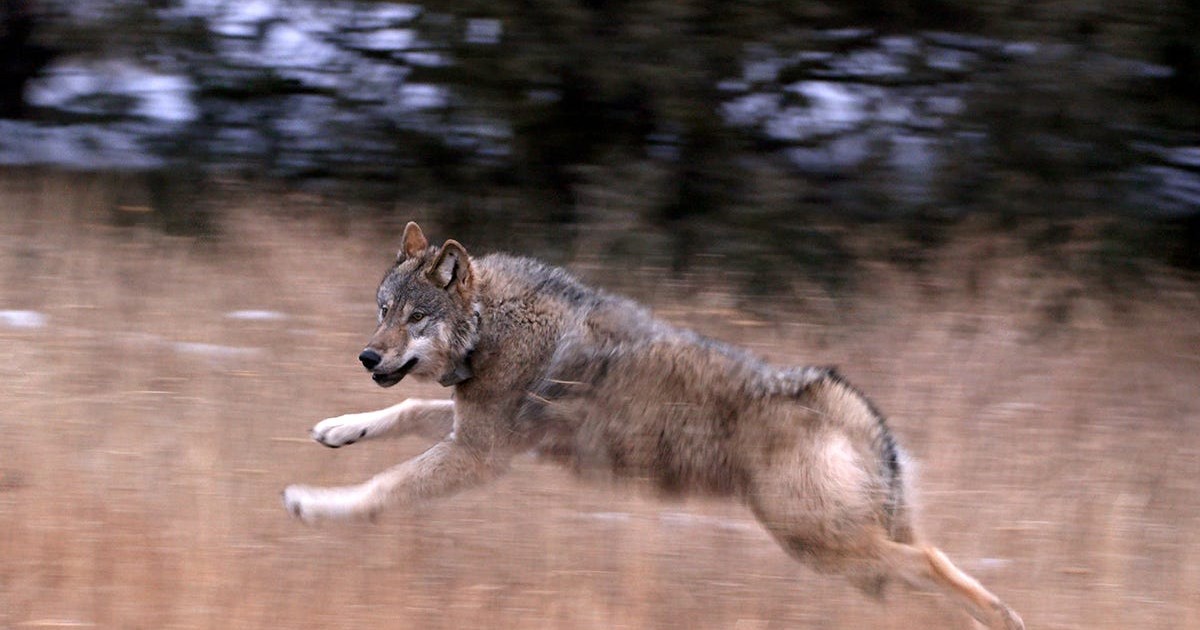 Colorado has released 10 gray wolves into the wilderness. The predator ...