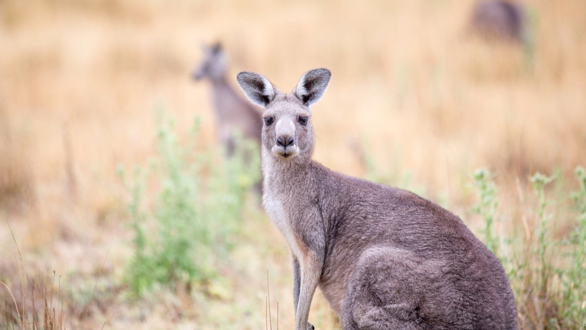 W okolicy australijskiego Brisbane kobietę z córką uwięził w samochodzie gigantyczny kangur. - Bałam się, że podejdzie bliżej i wyciągnie moje dziecko - cytuje matkę lokalna gazeta "The Courier Mail".