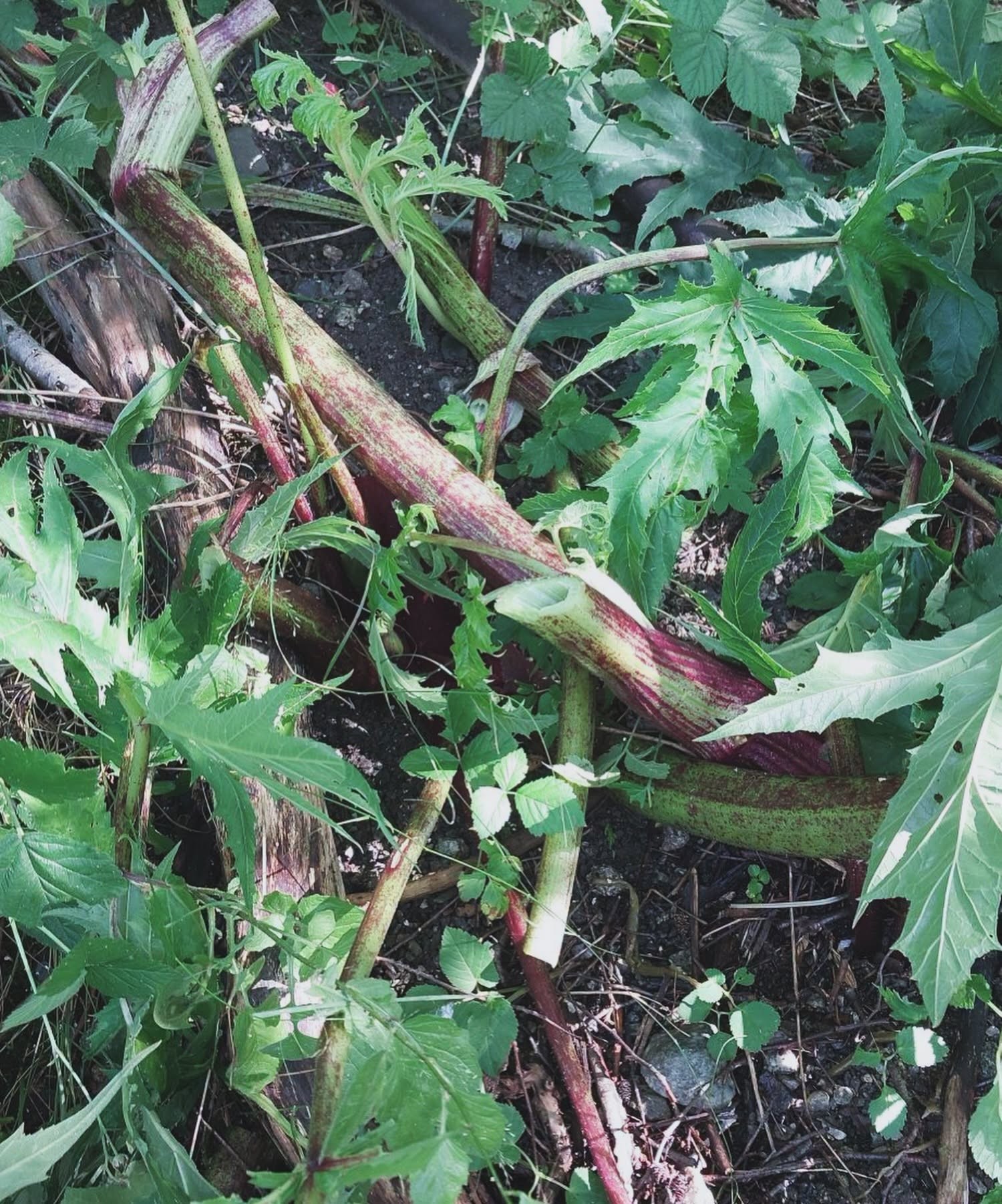 Ochranárom sa podarilo nebezpečnú rastlinu odstraniť.