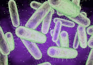 Jersinia pestis je bakterija koja izaziva kugu | Foto: Roger Harris/Science Photo Library via Getty Images