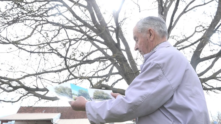 Najveći orah na Balkanu raste u Ljubić polju