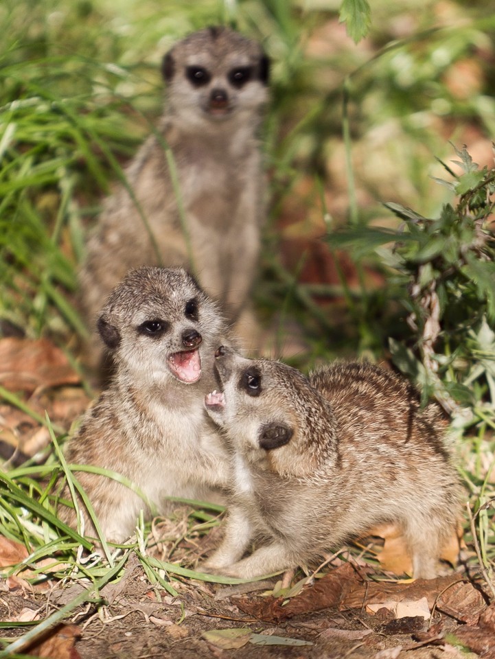 Trzy surykatki urodziły się we wrocławskim Ogrodzie Zoologicznym