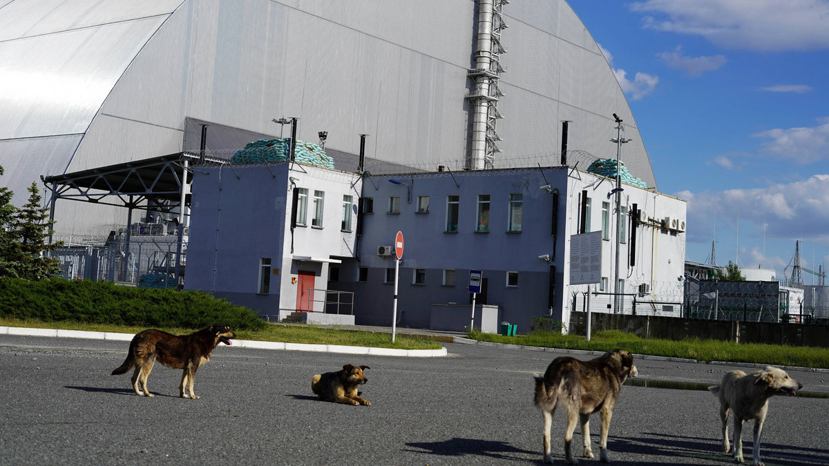 Zbadali psy żyjące w Czarnobylu. To 800 niebywale uodpornionych zwierząt. Przeżyły, bo mają geny 15 