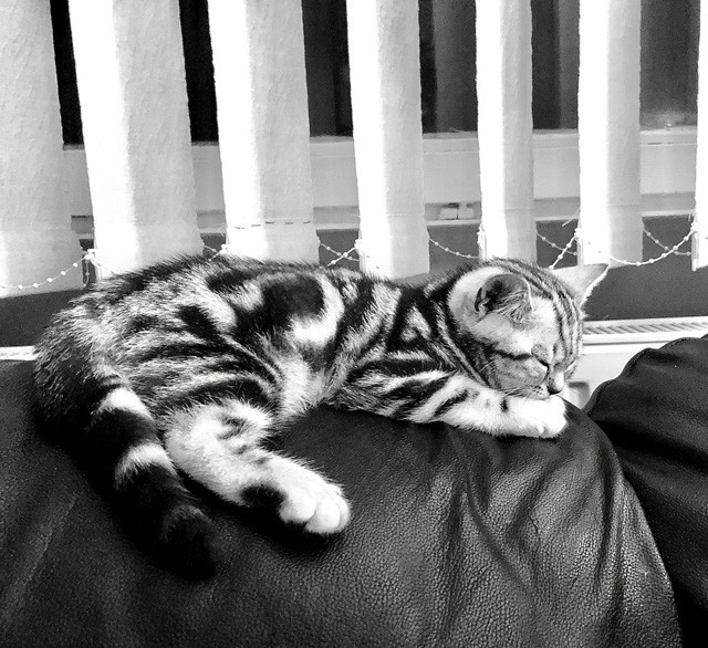 Illés Fanni: Életem két cicussal