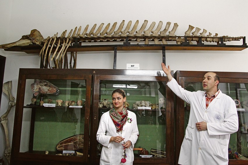 Profesor Zoran Zorić sa asistentkinjom pokazuje skelet kita