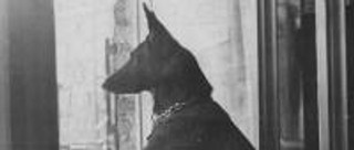 Zofia Nałkowska 'Między nami zwierzętami' - recenzja