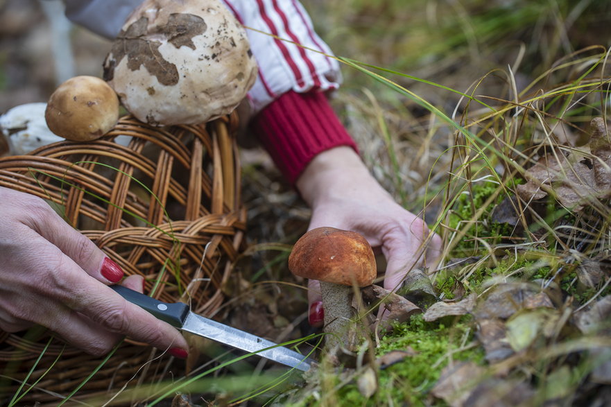 Po ususzeniu grzybów możesz się cieszyć ich smakiem przez cały rok