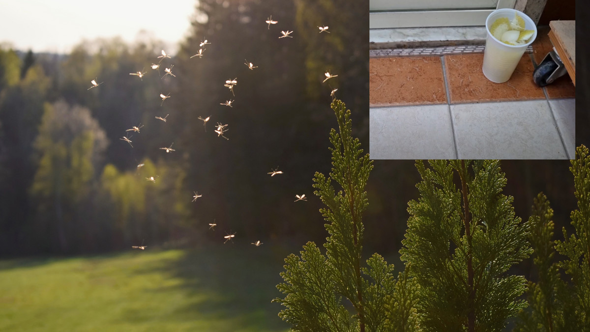 Skuteczny sposób na odstraszenie komarów. Włosi stosują ten trik od lat 