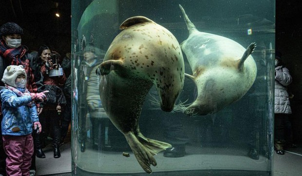 Zoološki vrt Asahijama jedan je od najpopularnijih zooloških vrtova u Japanu | Foto: AFP via Getty Images