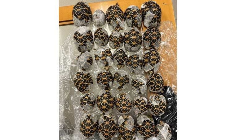 Na letisku v Bangkoku zatkli tínedžerku s 30 korytnačkami prilepenými na tele.