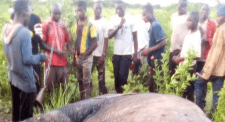Elephants kill farmer with 3 wives and 13 children in East Mamprusi