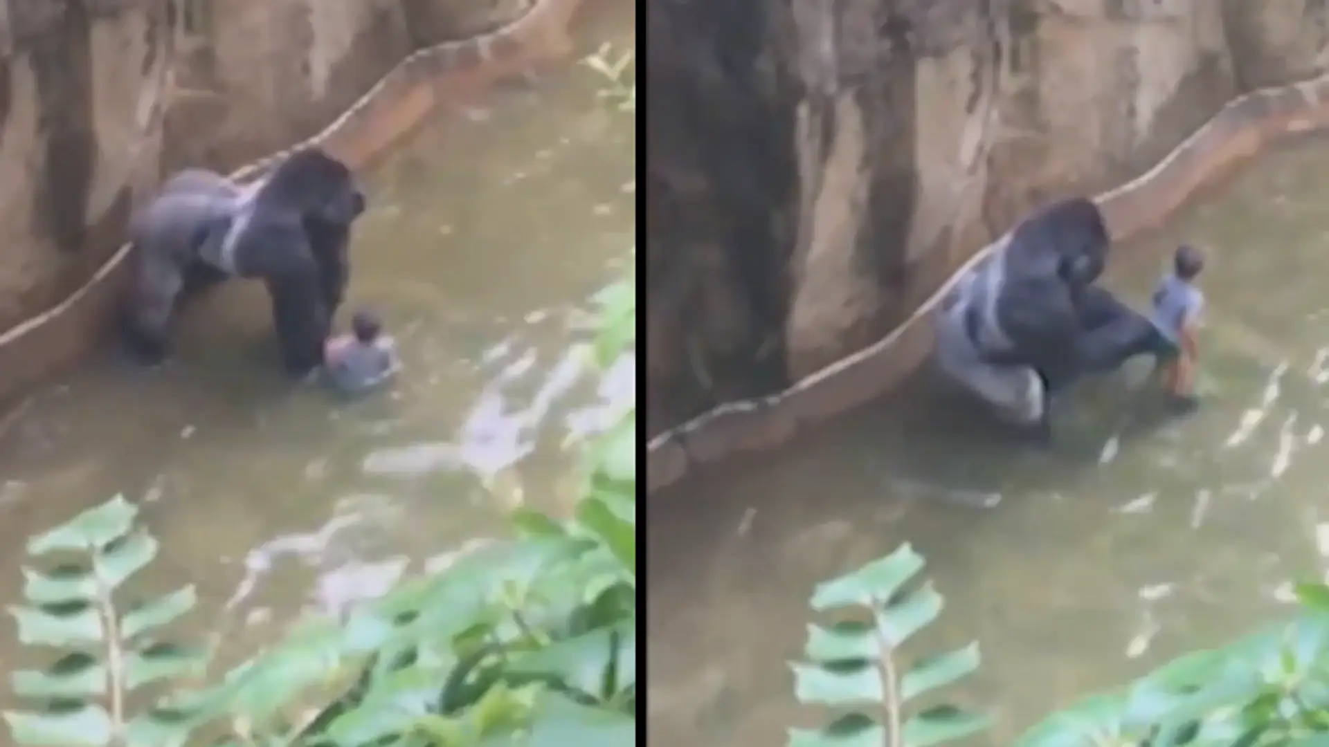 Czterolatek stanął oko w oko z gorylem. Pracownicy ZOO uratowali go, zabijając zwierzę.