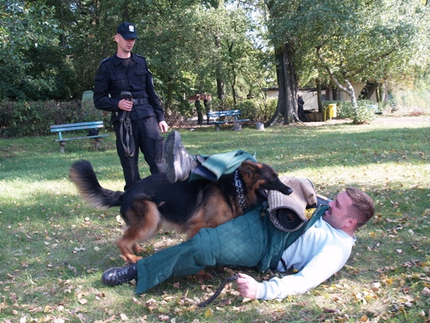 Egzamin policyjnych psów