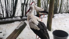 Krutek już jest. Leciał przez kraje ogarnięte wojną i wycieńczony dotarł do Polski