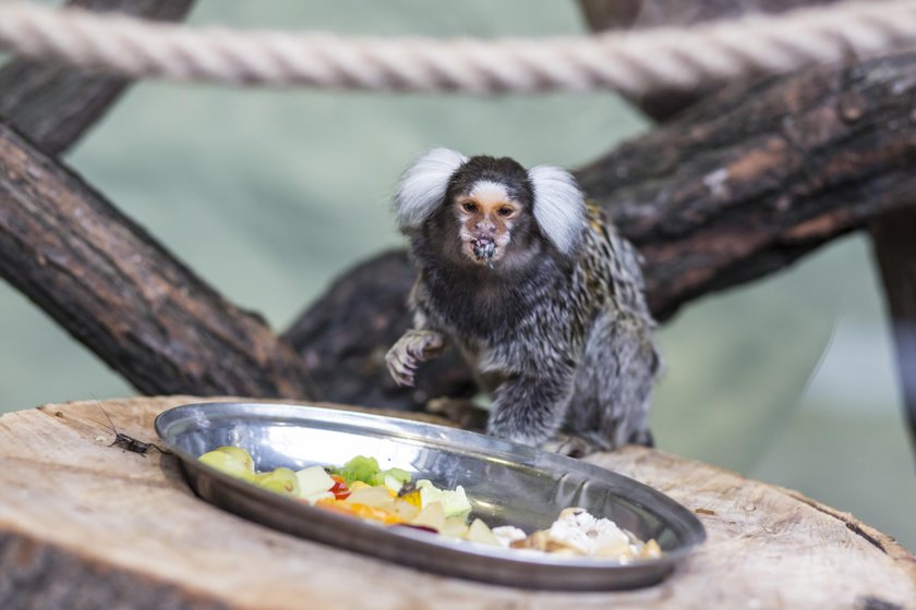 Powstał azyl dla małp w Starym Zoo