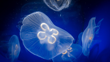 Ogromna populacja meduz w Bałtyku. Tak dużo ich jeszcze nie było