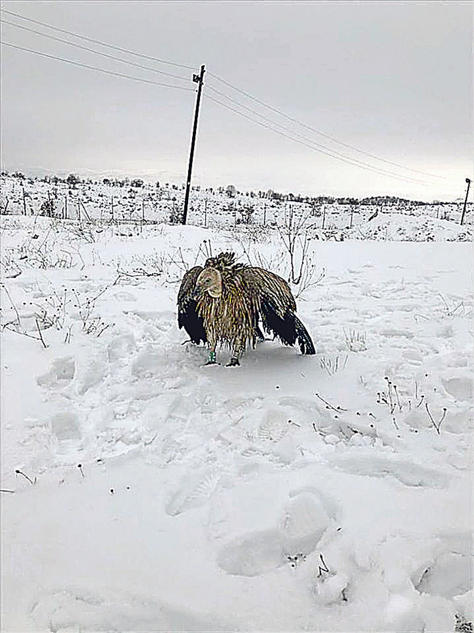 Dobrila je bila mirna i vojnici su je lako uhvatili i smestili na sigurno