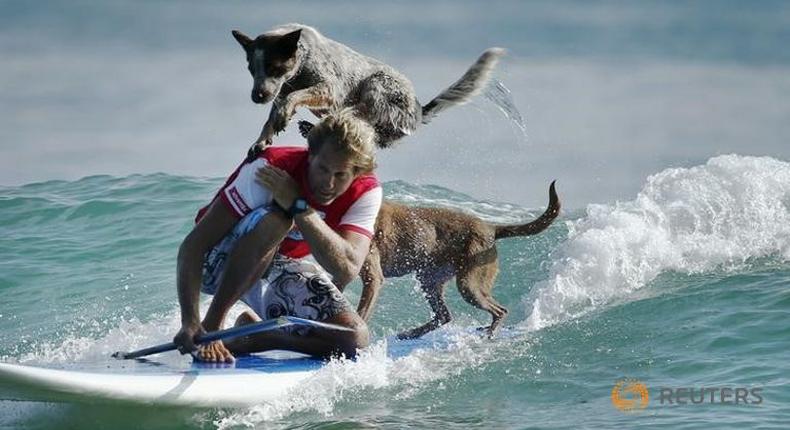 Australia's surfing dogs chase waves, not cats