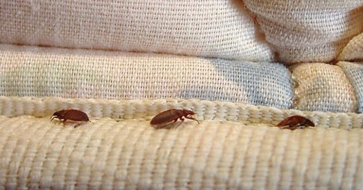 Home Remedy 5 simple ways to get rid of bed bugs [ARTICLE] Pulse Ghana