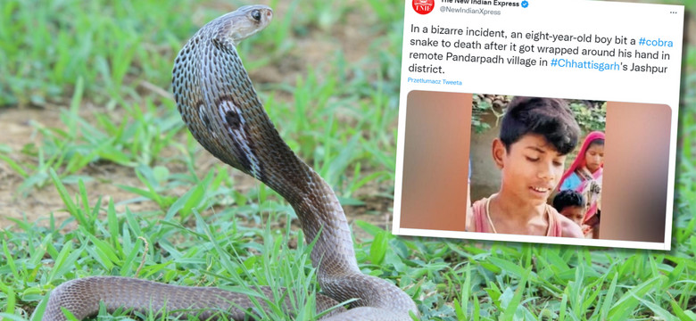 8-latek zabił jadowitą kobrę. Wykorzystał jedną z jej broni