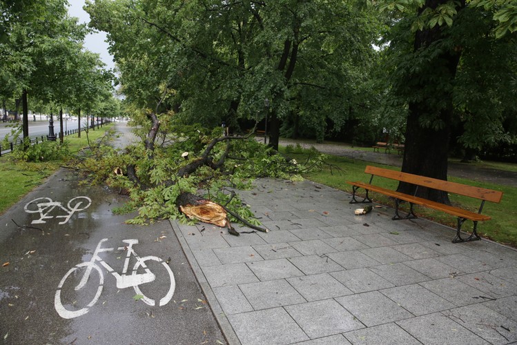 Połamane gałęzie na ścieżce rowerowej