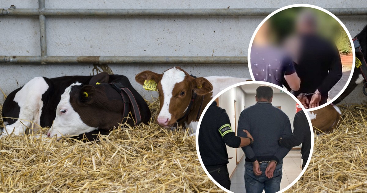 Nowy sposób działania oszustów. Ofiary przekrętu "na krowy mleczne" straciły ponad 8 milionów złotych