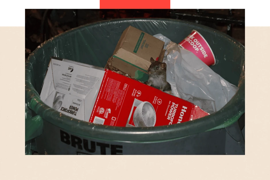 Stanovnici Njujorku sada moraju da odlažu smeće u kante otporne na pacove (kao na slici) | Foto: Getty Images