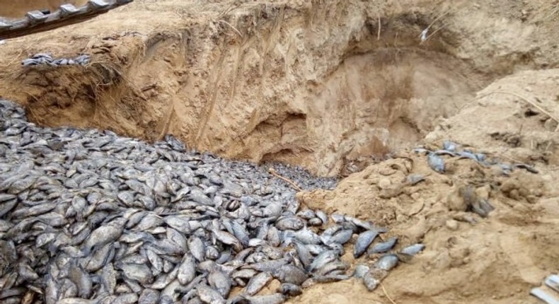 Poisonous Chinese tilapia destroyed