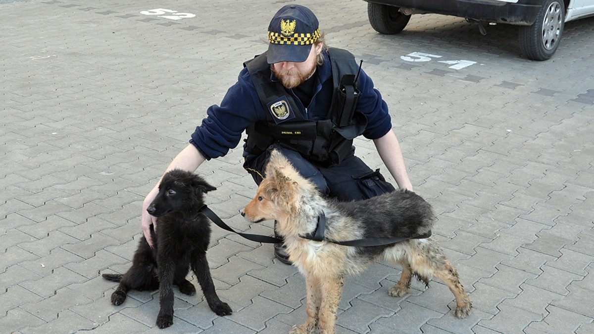 To kolejny przykład ludzkiej bezduszności. Ktoś porzucił dwa szczeniaki na terenie nieużytków nad Wisłą w Warszawie. Zwierzęta z głodu jadły trawę, liście i papier. Uratowali je strażnicy z Ekoaptrolu. Wychudzone psiaki trafiły do schroniska.