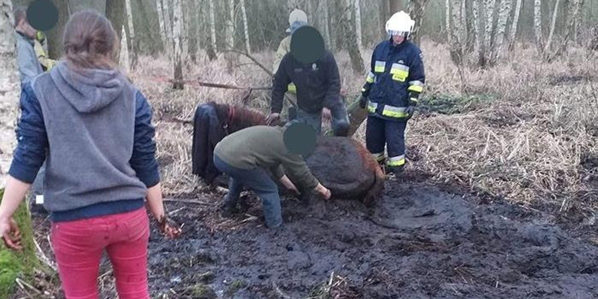 Dramatyczna akcja w miejscowości Jabłonna