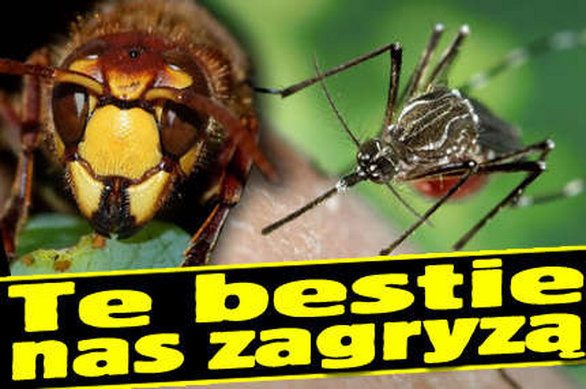 Te bestie nas zagryzą