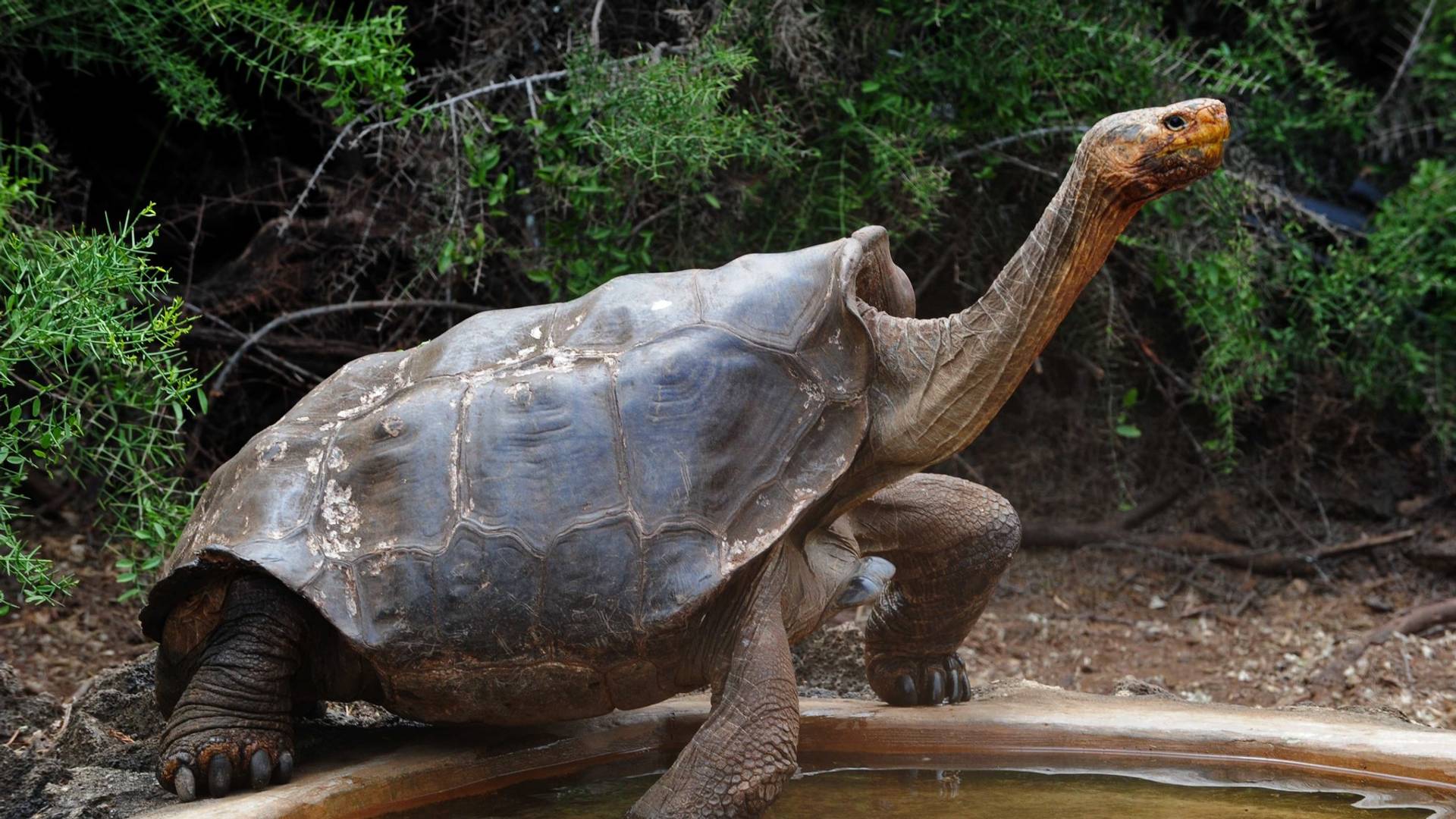 Dijego, plejboj sa Galapagosa koji je spasao svoju vrstu od izumiranja