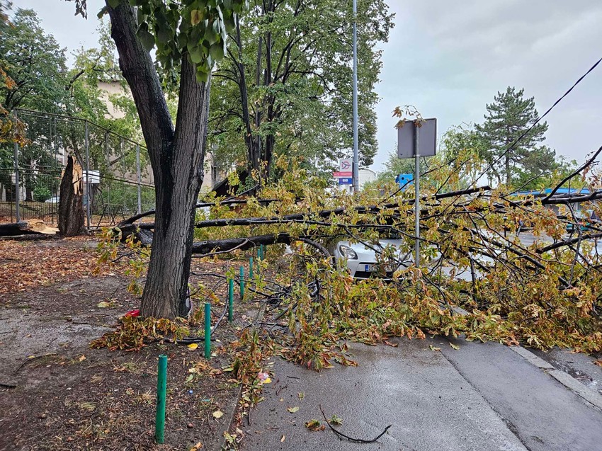 Nevreme u Beogradu, oboreno stablo na Autokomandi