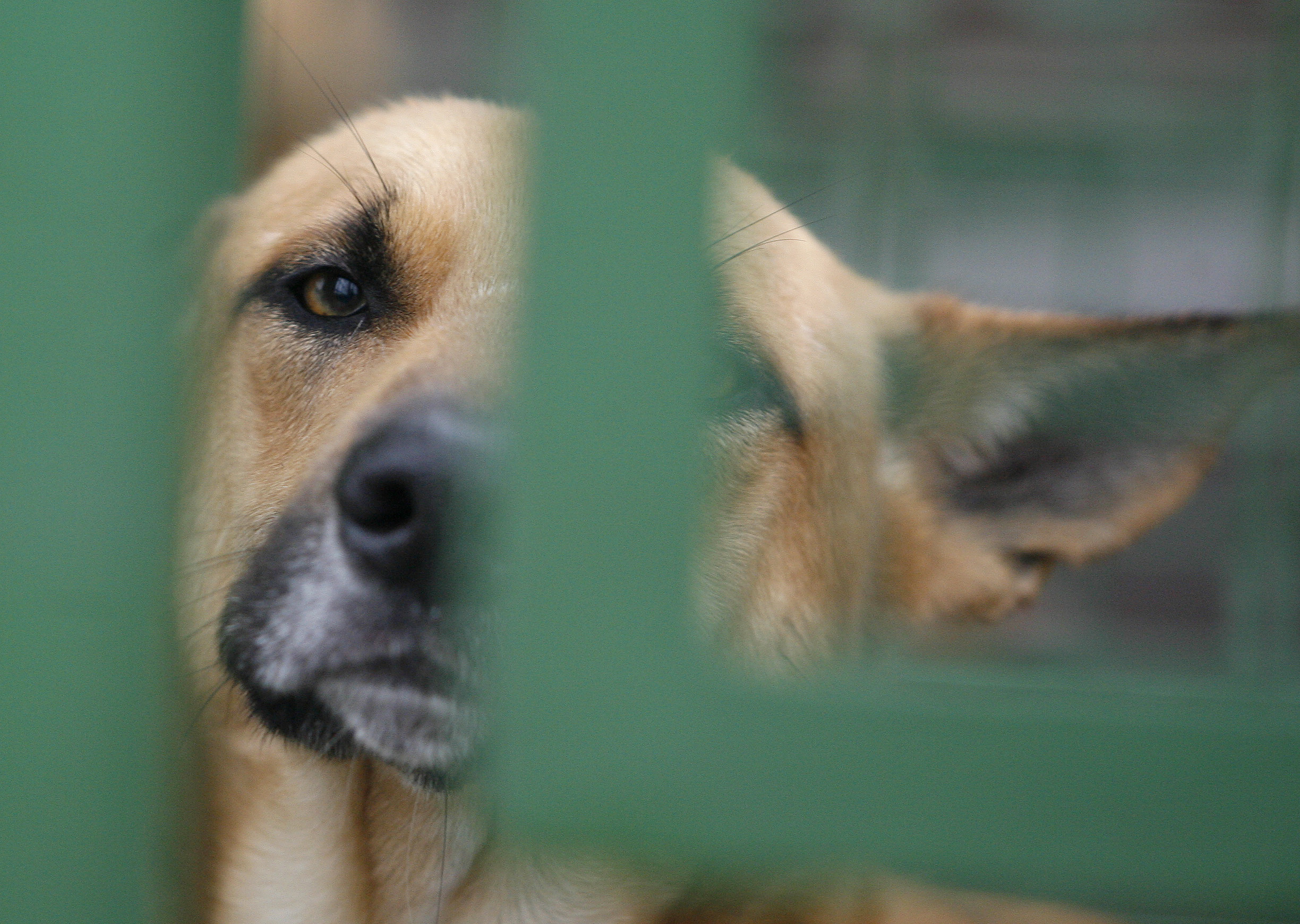 81 zwierząt w skrajnych warunkach - prezeska pseudo-schroniska przed sądem