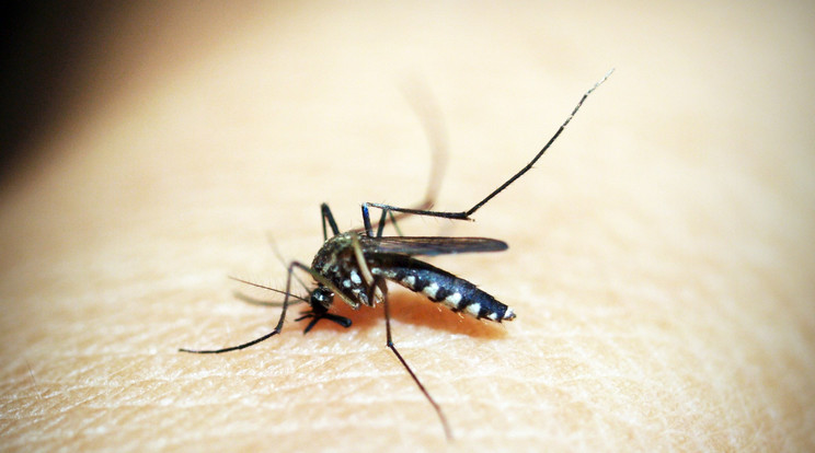 Ezen a héten 110 ezer hektáron, 14 megye 516 településén gyérítik a szúnyogokat/Fotó: Pexels